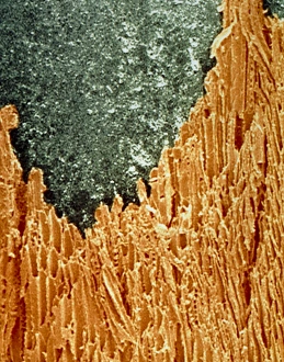 Prints of Pencil. Coloured scanning electron micrograph of a sharpened pencil. The pencil consists of a thin rod made of clay and graphite (grey), a type of carbon, encased in wood (brown) Images Dated 2004 February: Coloured SEM Print of a Sharpened Pencil