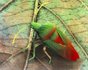 Coloured SEM of a shield bug (Elasmostethus sp.) Coloured SEM of a shield bug (Elasmostethus sp.)
