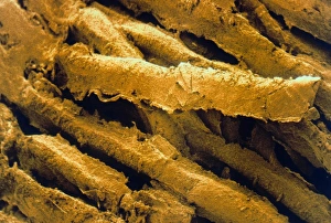 Coloured SEM of Shredded Wheat breakfast cereal Coloured SEM of Shredded Wheat breakfast cereal