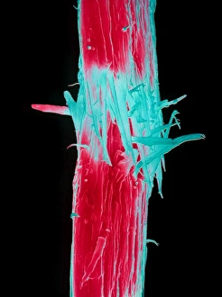 Coloured SEM of a split human head hair Coloured SEM of a split human head hair