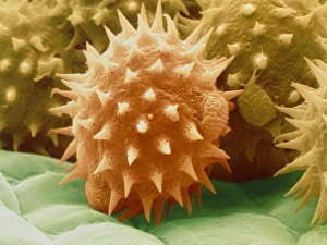 Coloured SEM of sunflower pollen grains Coloured SEM of sunflower pollen grains