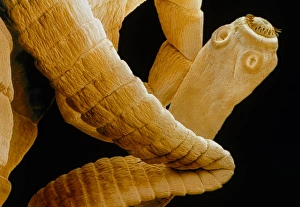 Coloured SEM of a tapeworm, Taenia sp Coloured SEM of a tapeworm, Taenia sp