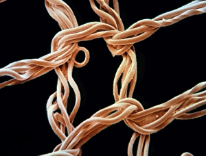 Prints of Nylon stocking fibres. Coloured Scanning Electron Micrograph (SEM) of the weave of a nylon stocking (ladies tights). Nylon is a polyamide substance, and the first synthetic fibre ever to be produced Images Dated 2002 July: Coloured SEM Print of Nylon Stocking Fibre Weave