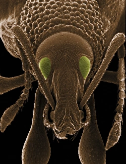 Compound Eyes SEM Prints: Coloured SEM of a weevils head