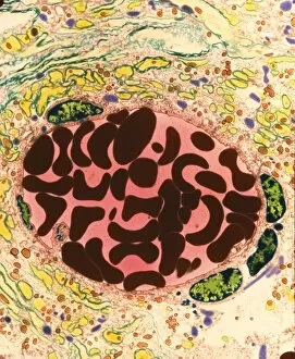 Images Dated 18th December 2003: Coloured TEM of a blood vessel in the spinal cord