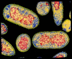 Gram Negative Bacteria Prints: Coloured TEM of E. coli bacterium