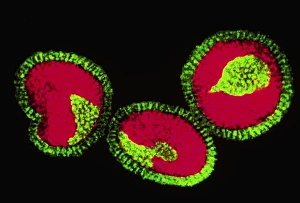 Coloured TEM of three influenza viruses Coloured TEM of three influenza viruses