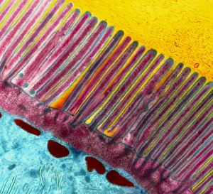 Coloured TEM of microvilli of intestinal cell Coloured TEM of microvilli of intestinal cell