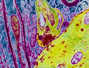 Coloured TEM Print of a Nerve Synapse