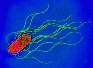Coloured TEM of a Salmonella bacterium Coloured TEM of a Salmonella bacterium