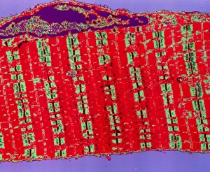 Coloured TEM of a section through striated muscle Coloured TEM of a section through striated muscle