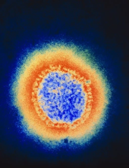 Coloured TEM of a single Beijing influenza virus Coloured TEM of a single Beijing influenza virus