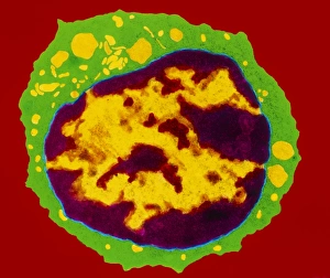 Coloured TEM of a T-lymphocyte white blood cell Coloured TEM of a T-lymphocyte white blood cell