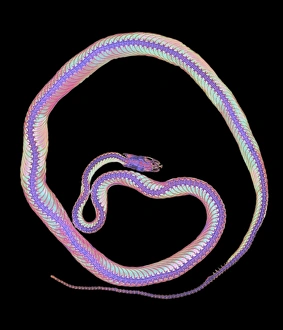 Coloured X-ray of a corn snake, Elaphe guttata Coloured X-ray of a corn snake, Elaphe guttata