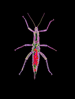 Coloured X-ray of a stick insect with eggs Coloured X-ray of a stick insect with eggs