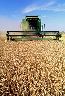 Combine harvester working in a wheat field Combine harvester working in a wheat field