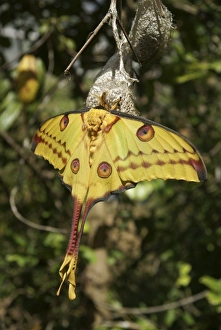 Comet Moth Print - Emerging from Cocoon in Madagascar
