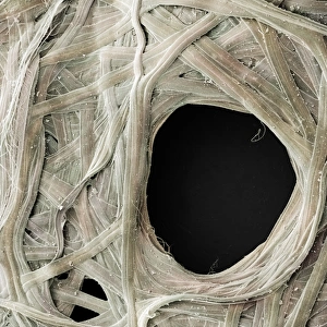 Madagascar Rainforest Wildlife Prints: Comet Moth Cocoon Detail