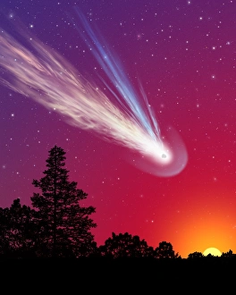 Prints of Comet over trees, artwork. Comets are bodies of ice and dust that enter the inner solar system from the outer solar system Images Dated 2013 February: Comet Print over Trees