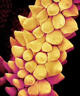Comfrey petals, SEM Comfrey petals, SEM