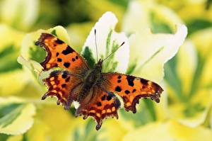 Comma Butterfly Species Prints: Comma butterfly on a flower