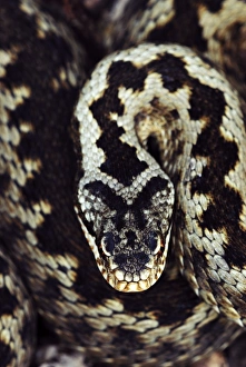 Images Dated 2nd February 2011: Common adder Print - Close-up of a Vipera berus head