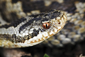 Dorset Wildlife Prints: Common Adder C013 / 6960