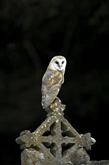 British Bird Species Prints: Common barn owl