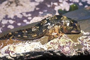 Marine Fish Species Prints: Common blenny