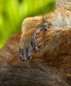 Lemur Conservation Efforts Prints: Common brown lemur