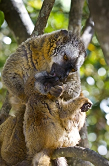 Rare Primate Species Prints: Common brown lemurs
