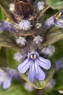 Ajuga Reptans Prints: Common bugle (Ajuga reptans)