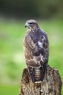 Woodland Birds UK Prints: Common buzzard