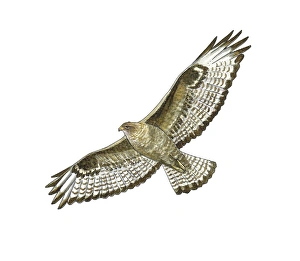 Buteo Buteo Prints: Common buzzard, artwork C016 / 3197