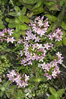 Images Dated 2008 January: Common centaury Print