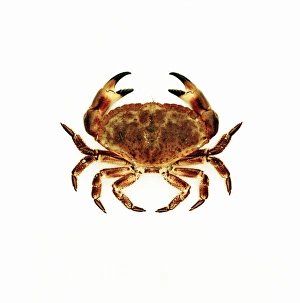 Prints of Common crab. Top view of the Common or Rock crab, (Cancer pagurus) also known as the Edible crab for its tasty meat Images Dated 2004 August: Common crab Print, Top view of Cancer pagurus