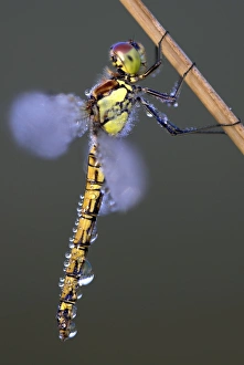 Dragonfly Species Identification Prints: Common darter