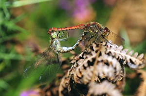 Images Dated 19th March 2013: Common Darter Dragonflies Mating Print