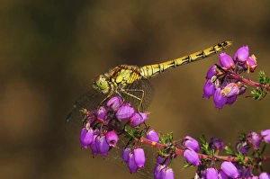 Common Darter Dragonfly Print