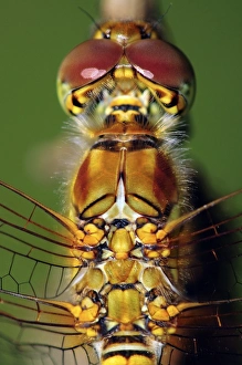 Common Darter Dragonfly Prints: Common darter dragonfly