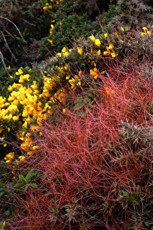 Images Dated 2008 January: Common dodder (Cuscuta epithymum) parasitising common gorse