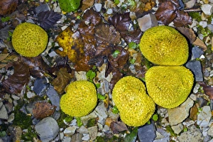 Common Earthball Fungus Prints: Common Earthball (Scleroderma citrinum)