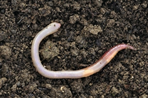 Annelid Worms Prints: Common earthworm