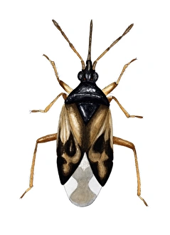 Prints of Common flower bug (Anthocoris nemorum). This small predator measures between 3.4-4.1mm. It feeds on aphids, red spider mites and other insects. It is capable of stinging and biting humans Images Dated 2006 February: Common Flower Bug Print, 3.4-4.1mm in size
