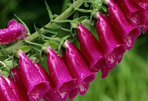 Common foxglove flowers, Digitalis purpurea Common foxglove flowers, Digitalis purpurea