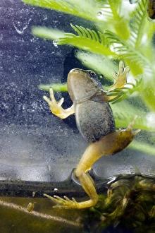 European Frogs Prints: Common frog