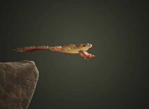 European Frogs Prints: Common frog leaping