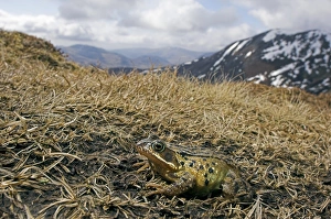 Prints of Common frog (Rana temporaria) migrating uphill to spawn in a moorland pool. The pool is at 840 metres above sea level. Photographed on Cairnwell hill, Cairngorms National Park, Scotland, in April Images Dated 2006 December: Common Frog Migrating Print, Cairngorms National Park, Scotland