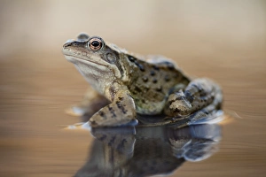 Images Dated 20th March 2013: Common Frog Print - A UK Pond Scene