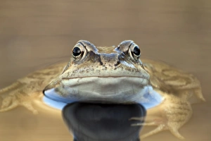 Rana Temporaria Prints: Common frog in a pond